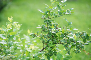 Unripe blueberries on a bush in the garden
