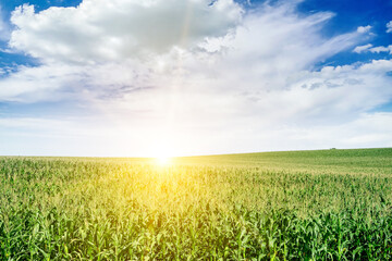 Bright dawn over corn field.