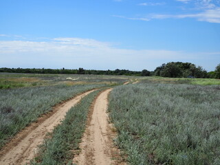 Fototapeta na wymiar Rural dusty countryside road trough a fields with wild herbs and flowers
