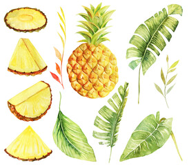 Set of watercolor whole pineapple and sliced, and tropical green plants and leaves, hand painted isolated illustration on a white background