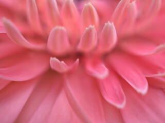 Closeup pink petals of common daisy (transvaal) flower with bright blurred background, macro image and soft focus ,sweet color for card design