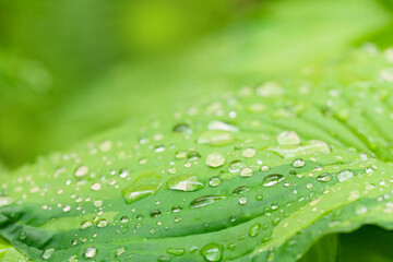 Rain water dew drops on leaf