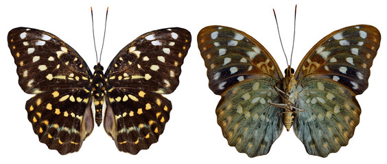 Great Archduke Butterfly both upper and lower wing in natural color profile isolated on white...