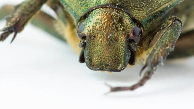 Extreme closeup of beetle