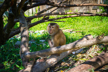 Naklejka na ściany i meble Macaque monkey on a leash at a home in Thailand