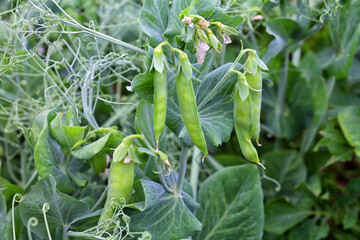 Green peas grows on the field, close-up, selective focus