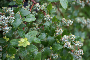 Unripe blueberries on a bush in the garden