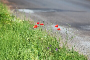 Lebedivka, Odessa Region, Ukraine