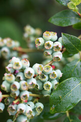 Unripe blueberries on a bush in the garden