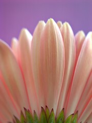 Closeup pink petals of common daisy (transvaal) flower with purple pastel blurred background ,macro image, sweet colorfro card design