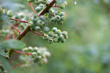 Unripe blueberries on a bush in the garden