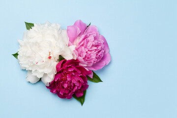 Colorful pink, white and purple peony flowers