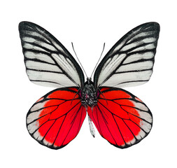 Great Red butterfly isolated on white background