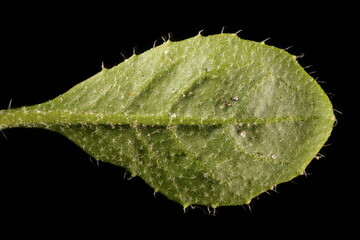 Shepherd's Purse (Capsella bursa-pastoris). Leaf Closeup