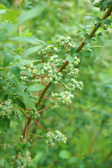 Fototapeta na wymiar Unripe blueberries on a bush in the garden