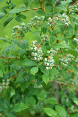 Unripe blueberries on a bush in the garden