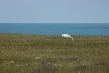 Lebedivka, Odessa Region, Ukraine