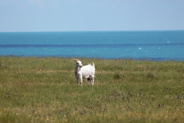 Fototapeta premium Lebedivka, Odessa Region, Ukraine
