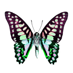 Green and violet butterfly in fancy color isolated on white background