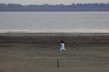 Lebedivka, Odessa Region, Ukraine