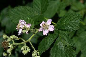 Blackberry blossoms and buds blooming. Blackberry flowers