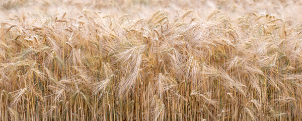 golden wheat field in summer