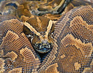 Hieroglyphic python, or rock python (lat. Python sebae)