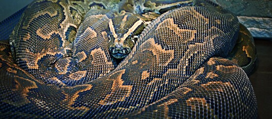 Hieroglyphic python, or rock python (lat. Python sebae)