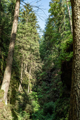 Grüner Märchenwald mit hängenden Gärten auf Sandstein - Felsen, Hängepflanzen, Elbsandsteingebirge - sächsische Schweiz