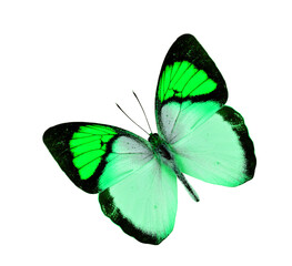 Obraz na płótnie Canvas Nice Green Butterfly flying isolated on white background