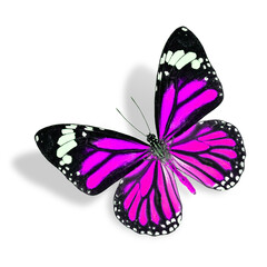 Nice Flying Pink Butterfly isolated on white background with soft shadow (Common Tiger)
