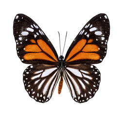 Obraz premium Nice White Tiger Butterfly in natural color profile isolated on white background
