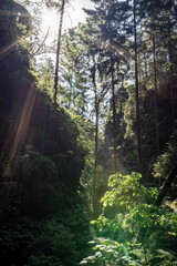 Grüner Märchenwald mit hängenden Gärten auf Sandstein - Felsen, Hängepflanzen,...