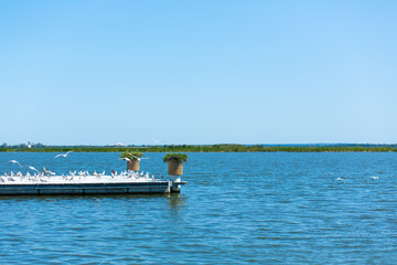 Fototapeta premium Pier on the river bank. A large flock of seagulls. Summer day.