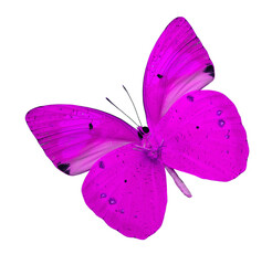 Pink butterfly isolated on white background (yellow orange tip butterfly)