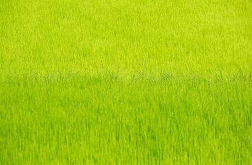 Fototapeta na wymiar Rice Field,Mae Salong