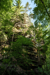 Obraz premium Grüner Märchenwald mit hängenden Gärten auf Sandstein - Felsen, Hängepflanzen, Elbsandsteingebirge - sächsische Schweiz