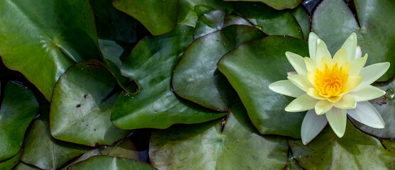 yellow water lily in pond. Blossom time of lotus flower