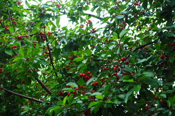 Red and sweet cherries on a branch just before harvest in early summer