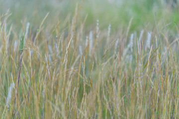  Herbs in the field with the reflection of the sun at sunset