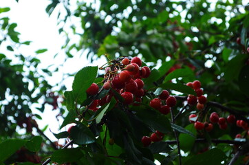 Red and sweet cherries on a branch just before harvest in early summer
