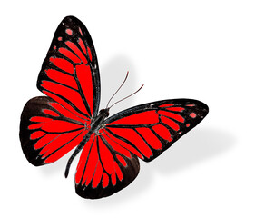 Red Butterfly flying in fancy color scheme isolated on white background with soft shadow