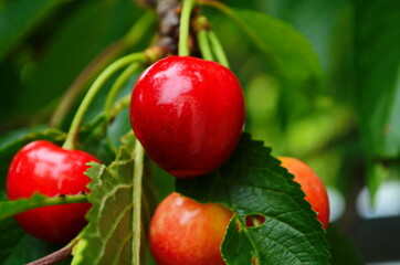Red and sweet cherries on a branch just before harvest in early summer