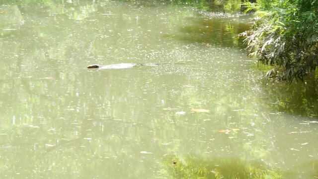 Asian common water monitor large varanid lizard native to Asia. Varanus salvator on the green grass near riverbank, lake or pond. Carnivore Reptile hunting. Wild dragon predator on Bangkok street.