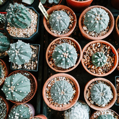 Fototapeta na wymiar Group of cactus in a pot