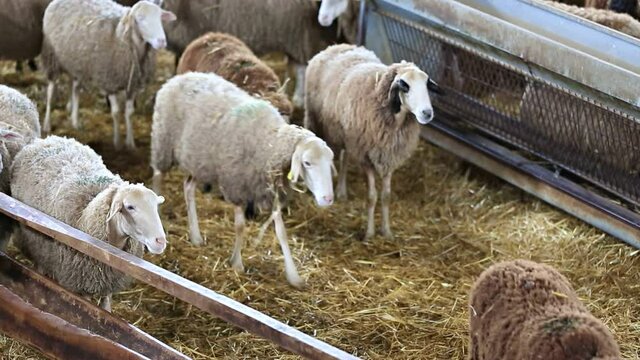 Flock of sheep