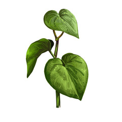 Kava isolated digital art illustration. Kava-kava pepper crop, green bitter leaves. awa or ava, yaqona sakau, seka and malok or malogu. . Herb with adverse effect, medical remedy plant - obrazy, fototapety, plakaty