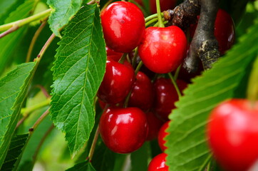 Red and sweet cherries on a branch just before harvest in early summer