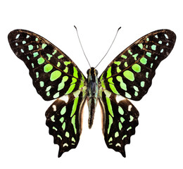 Tailed Jay Butterfly, the green spotted butterfly, purely isolated on white background