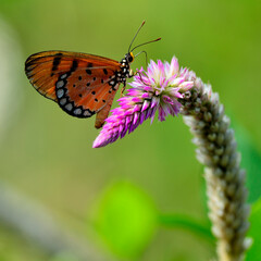 Tawny Costner butterfly perching on pink flower, butterfly and flower